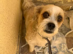 Cachorro ra a Shitzu idade 5 anos nome Francisquinho