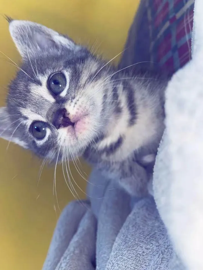 Gato ra a SRD-ViraLata idade 2 a 6 meses nome Lia 