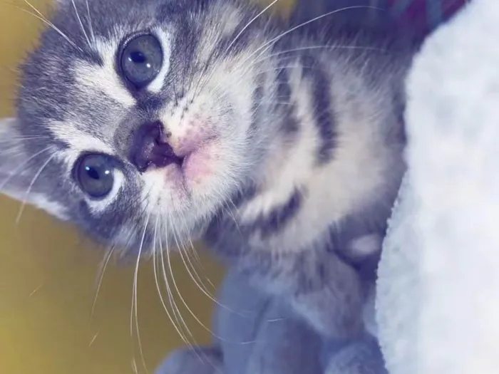 Gato raça SRD-ViraLata idade 2 a 6 meses nome Lia 