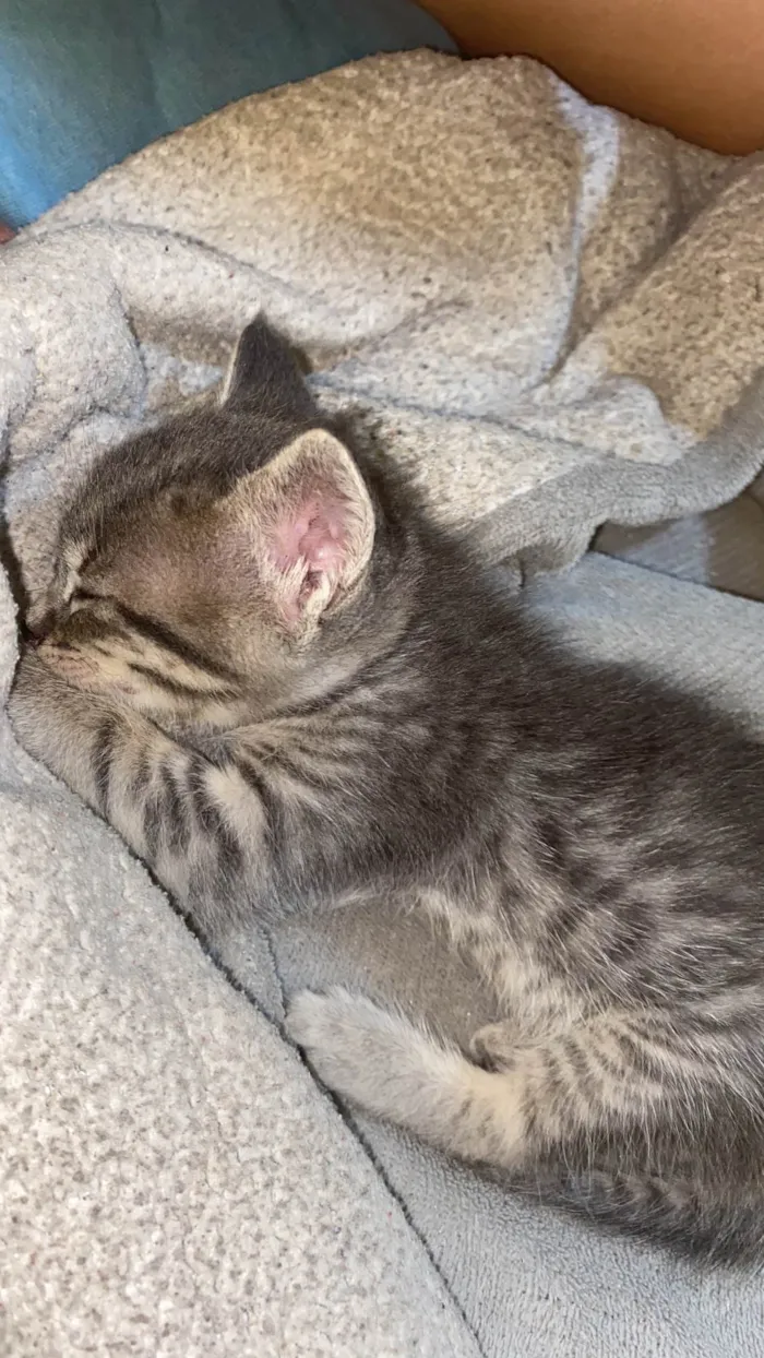 Gato ra a SRD-ViraLata idade 2 a 6 meses nome Lia 