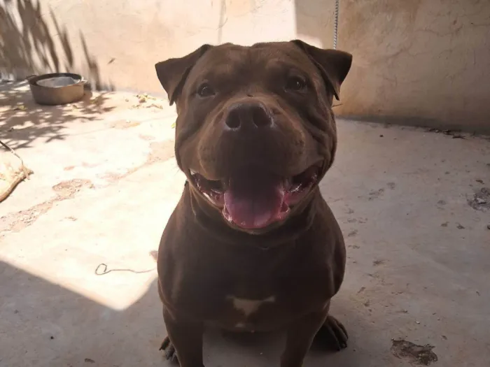 Cachorro ra a Pit-Bull idade 1 ano nome Batata