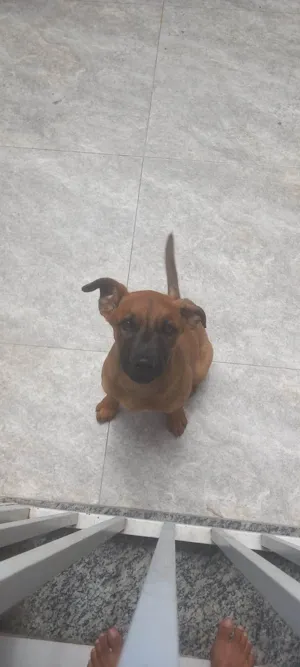 Cachorro raça Pastor Alemão idade 2 a 6 meses nome Mel