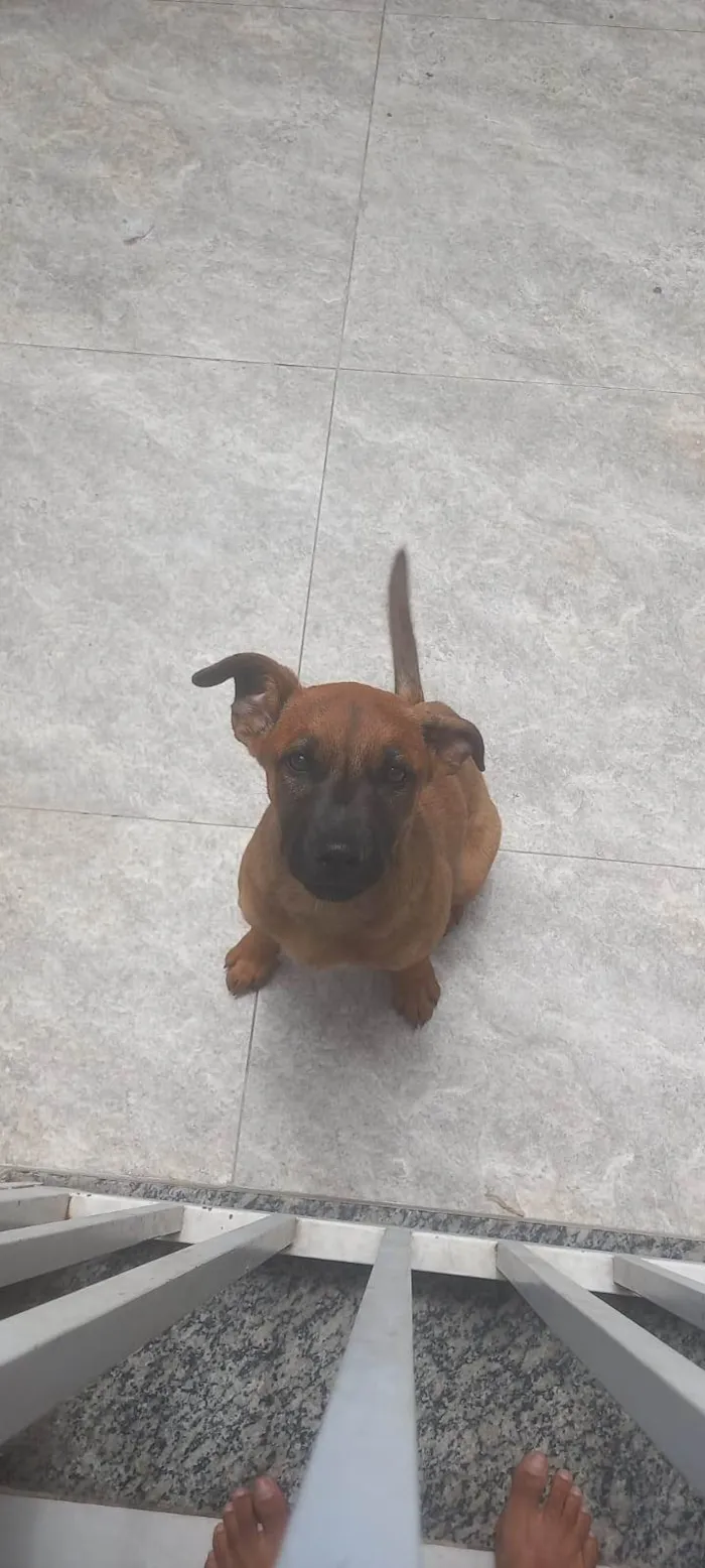 Cachorro raça Pastor Alemão idade 2 a 6 meses nome Mel