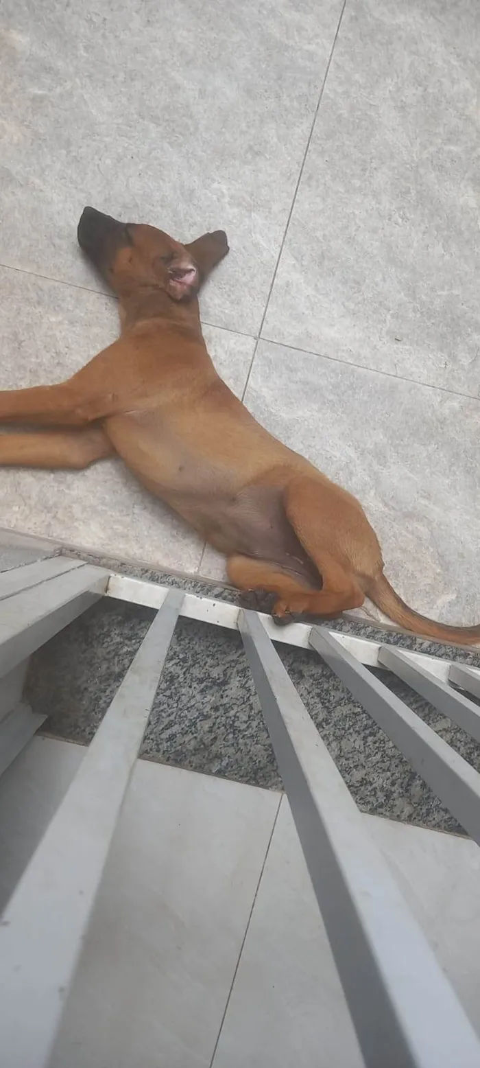 Cachorro raça Pastor Alemão idade 2 a 6 meses nome Mel