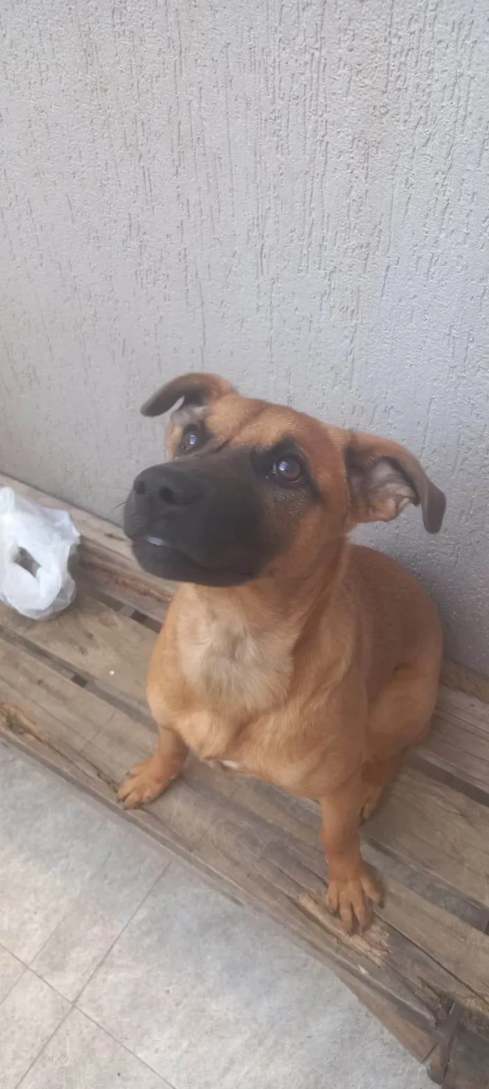 Cachorro raça Pastor Alemão idade 2 a 6 meses nome Mel