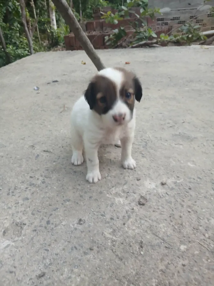 Cachorro ra a SRD-ViraLata idade 2 a 6 meses nome Sao 7 cãozinho 4 machos e 3 fêmeas 