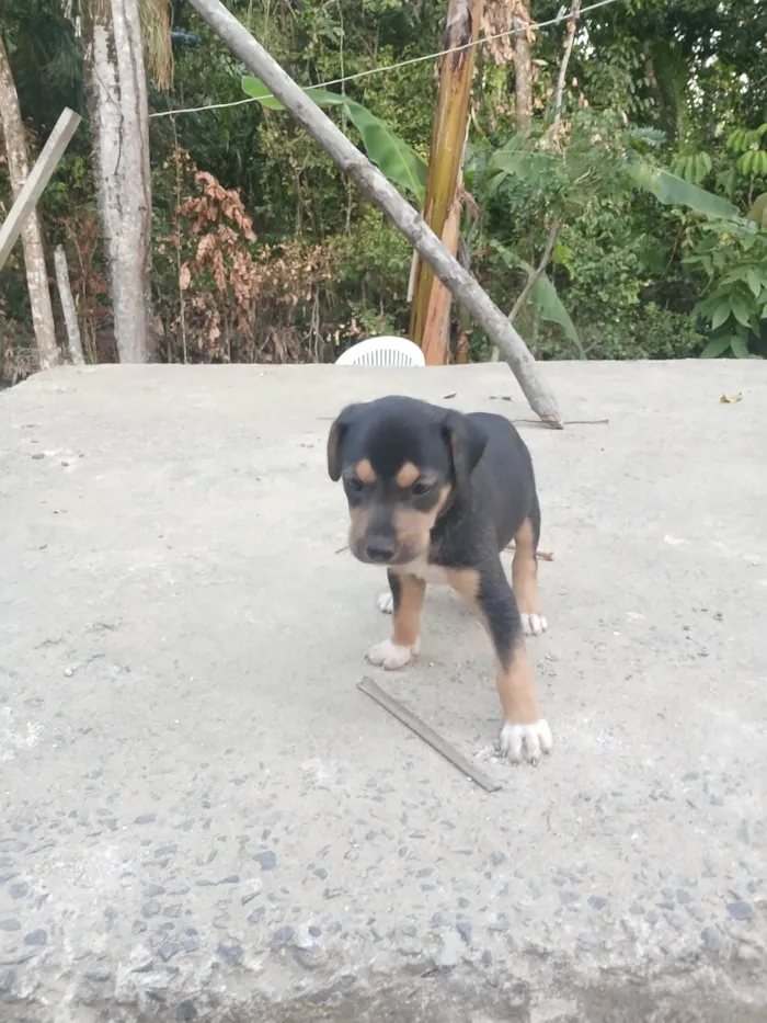 Cachorro ra a SRD-ViraLata idade 2 a 6 meses nome Sao 7 cãozinho 4 machos e 3 fêmeas 