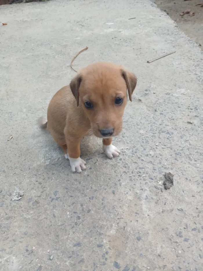 Cachorro ra a SRD-ViraLata idade 2 a 6 meses nome Sao 7 cãozinho 4 machos e 3 fêmeas 