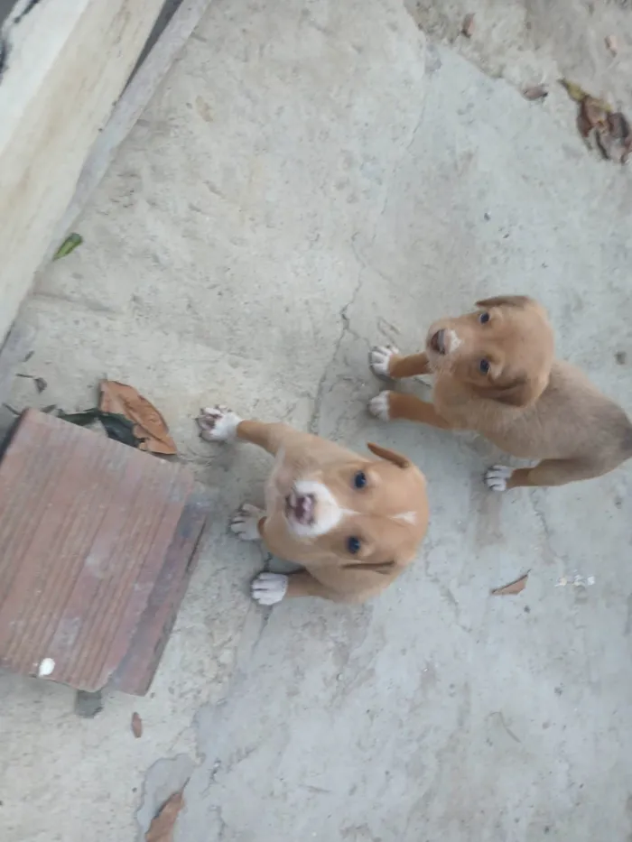 Cachorro ra a SRD-ViraLata idade 2 a 6 meses nome Sao 7 cãozinho 4 machos e 3 fêmeas 