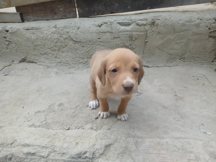 Cachorro ra a SRD-ViraLata idade 2 a 6 meses nome Sao 7 cãozinho 4 machos e 3 fêmeas 