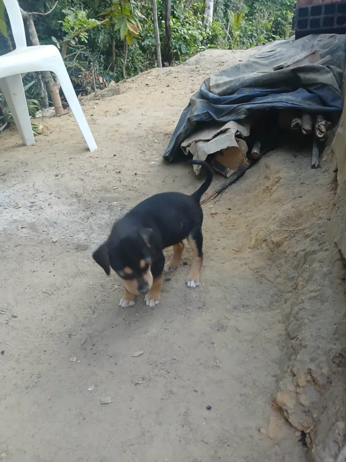 Cachorro ra a SRD-ViraLata idade 2 a 6 meses nome Sao 7 cãozinho 4 machos e 3 fêmeas 