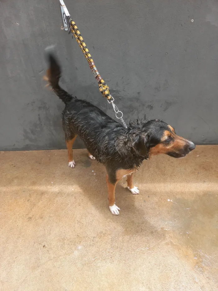 Cachorro ra a SRD-ViraLata idade 1 ano nome Beethoven