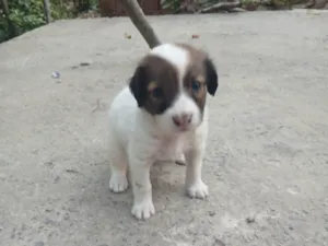 Cachorro ra a SRD-ViraLata idade 2 a 6 meses nome Sao 7 cãozinho 4 machos e 3 fêmeas 