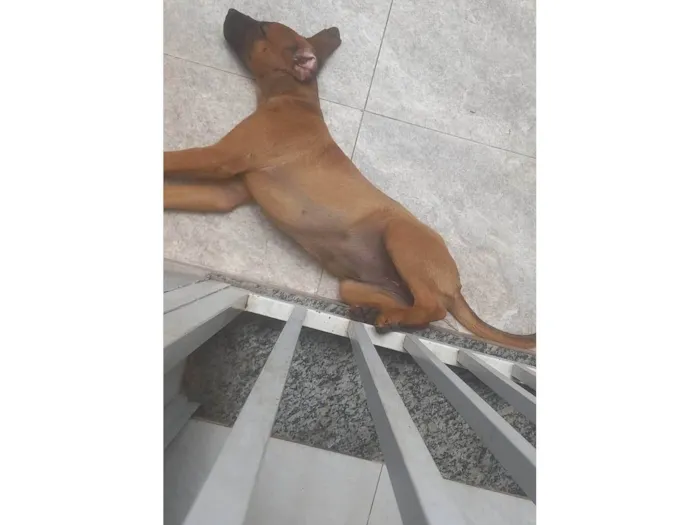 Cachorro raça Pastor Alemão idade 2 a 6 meses nome Mel