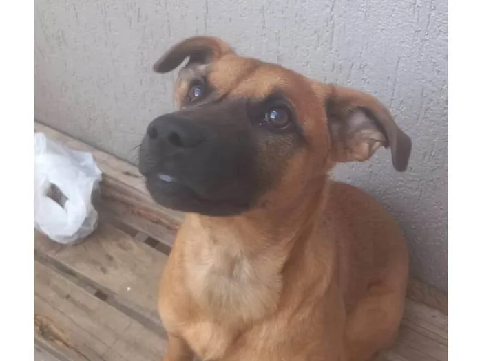 Cachorro raça Pastor Alemão idade 2 a 6 meses nome Mel