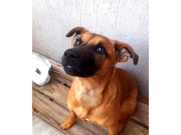 Cachorro raça Pastor Alemão idade 2 a 6 meses nome Mel