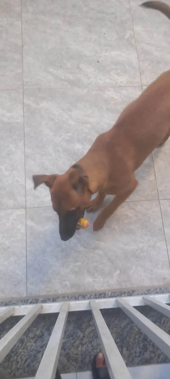 Cachorro ra a Pastor Alemão idade 2 a 6 meses nome Mel