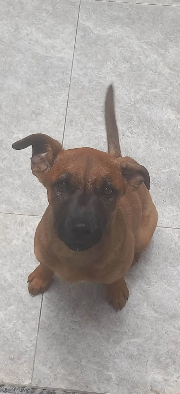 Cachorro ra a Pastor Alemão idade 2 a 6 meses nome Mel