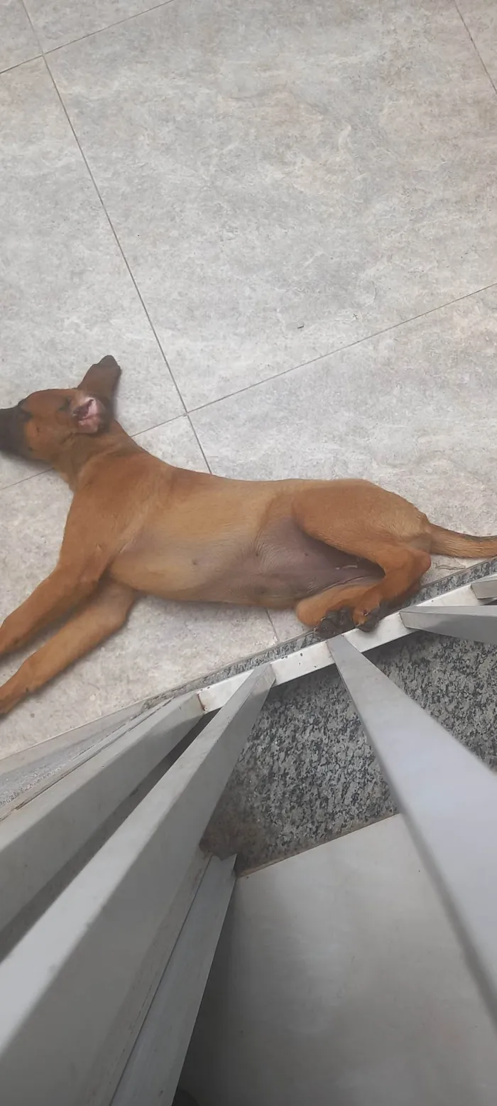 Cachorro ra a Pastor Alemão idade 2 a 6 meses nome Mel