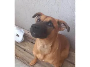 Cachorro ra a Pastor Alemão idade 2 a 6 meses nome Mel