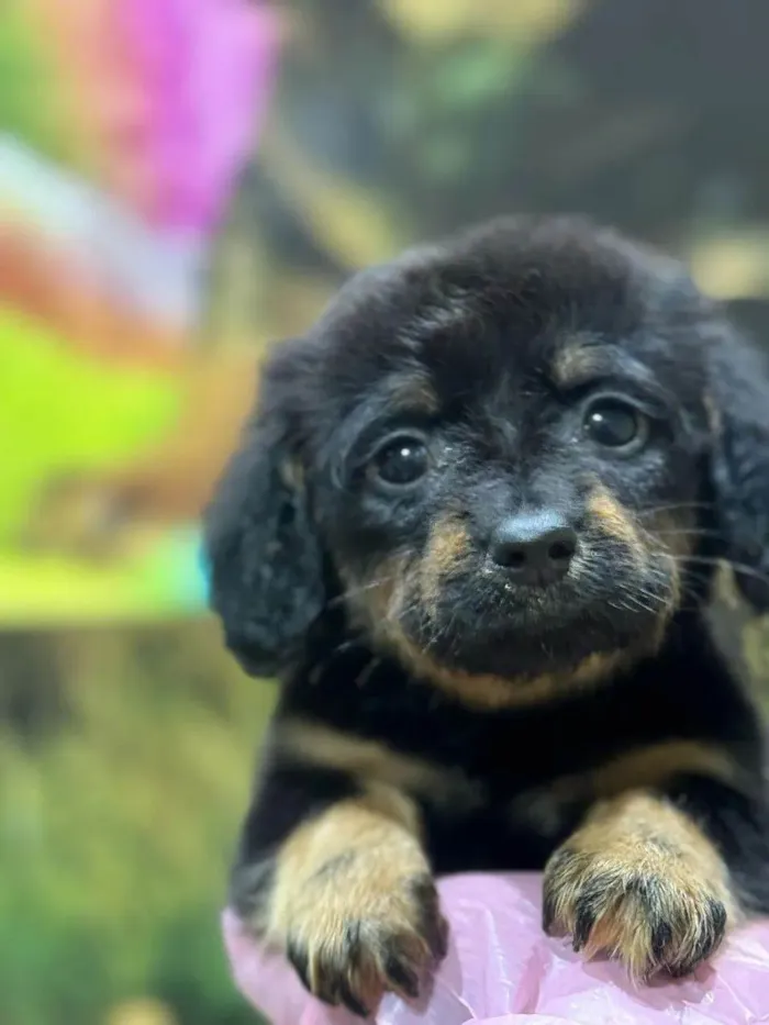 Cachorro ra a SRD-ViraLata idade 2 a 6 meses nome Betowen 