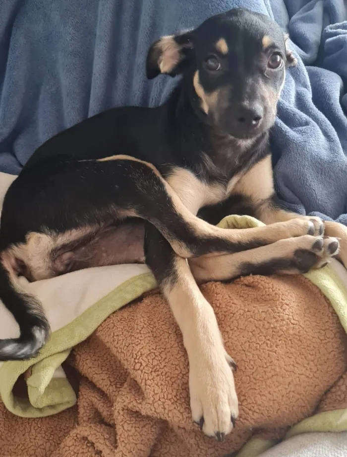 Cachorro ra a SRD-ViraLata idade 2 a 6 meses nome Lulu