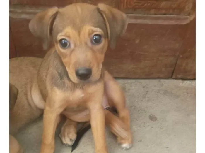 Cachorro ra a SRD-ViraLata idade 2 a 6 meses nome Docinho