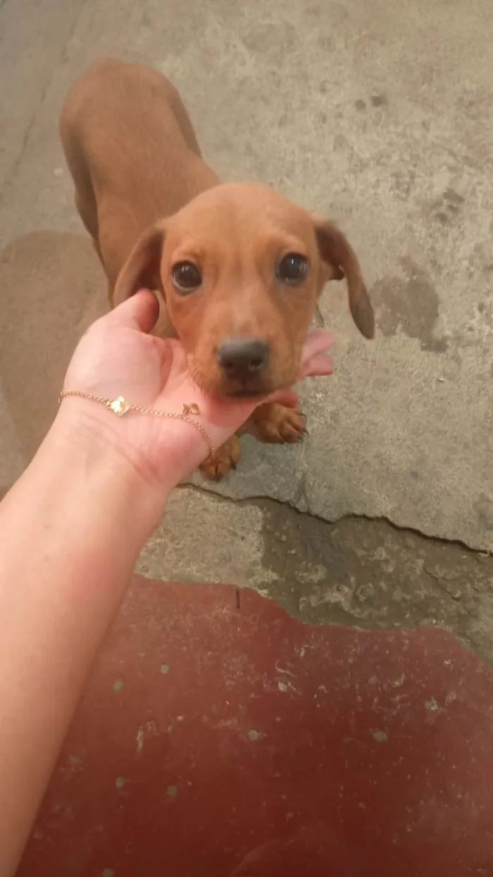 Cachorro ra a SRD-ViraLata idade 2 a 6 meses nome Pequenina