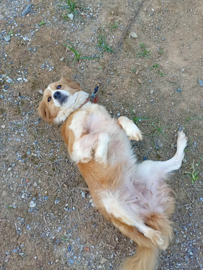 Cachorro ra a SRD-ViraLata idade 3 anos nome Pandora