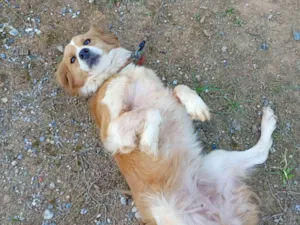 Cachorro ra a SRD-ViraLata idade 3 anos nome Pandora