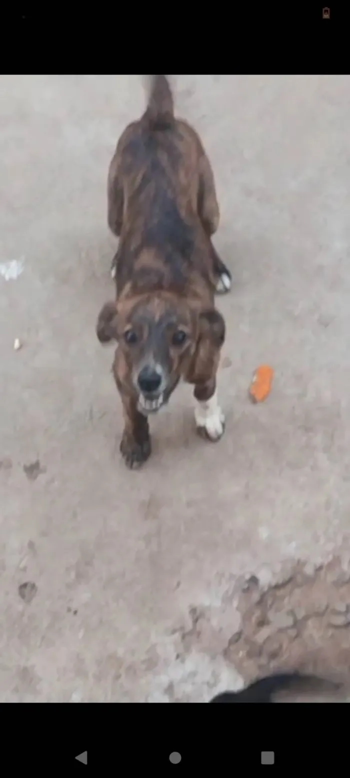 Cachorro ra a Basset-Cofap idade 7 a 11 meses nome Os dois chamam branquelo o outro chama peludinho e sem pelo e a fêmea chama sujinha