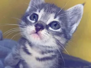 Gato raça SRD-ViraLata idade 2 a 6 meses nome Lia 