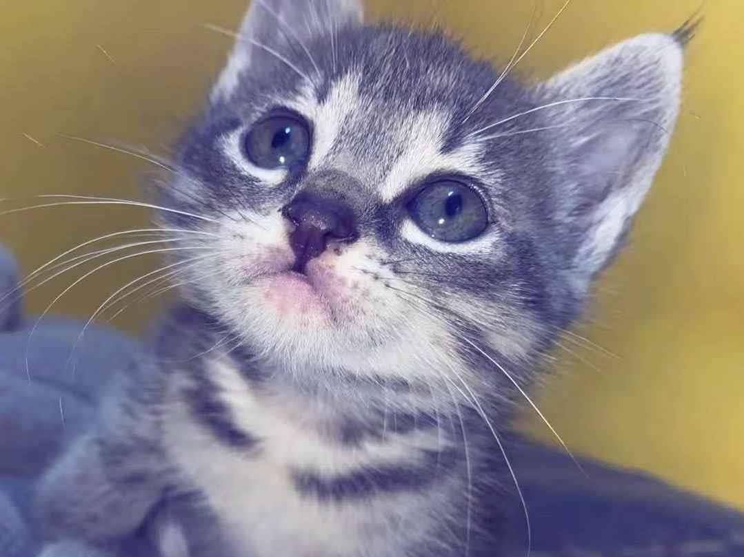 Gato ra a SRD-ViraLata idade 2 a 6 meses nome Lia 