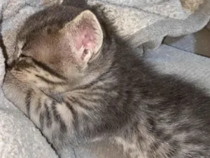 Gato raça SRD-ViraLata idade 2 a 6 meses nome Lia 