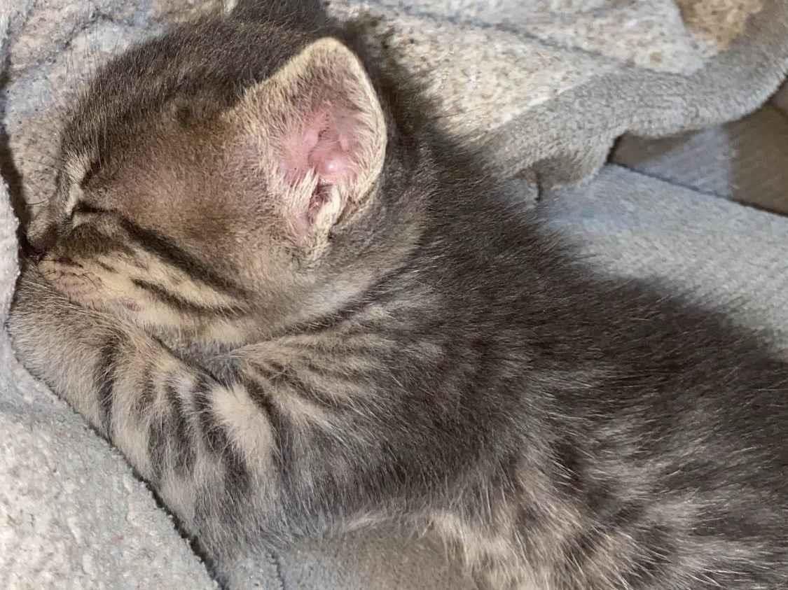 Gato ra a SRD-ViraLata idade 2 a 6 meses nome Lia 