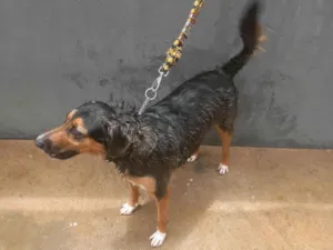 Cachorro raça SRD-ViraLata idade 1 ano nome Beethoven