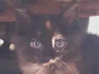 Gato raça SRD-ViraLata idade 2 a 6 meses nome Julia 