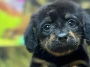 Cachorro raça SRD-ViraLata idade 2 a 6 meses nome Betowen 