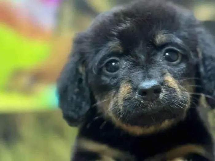 Cachorro ra a SRD-ViraLata idade 2 a 6 meses nome Betowen 