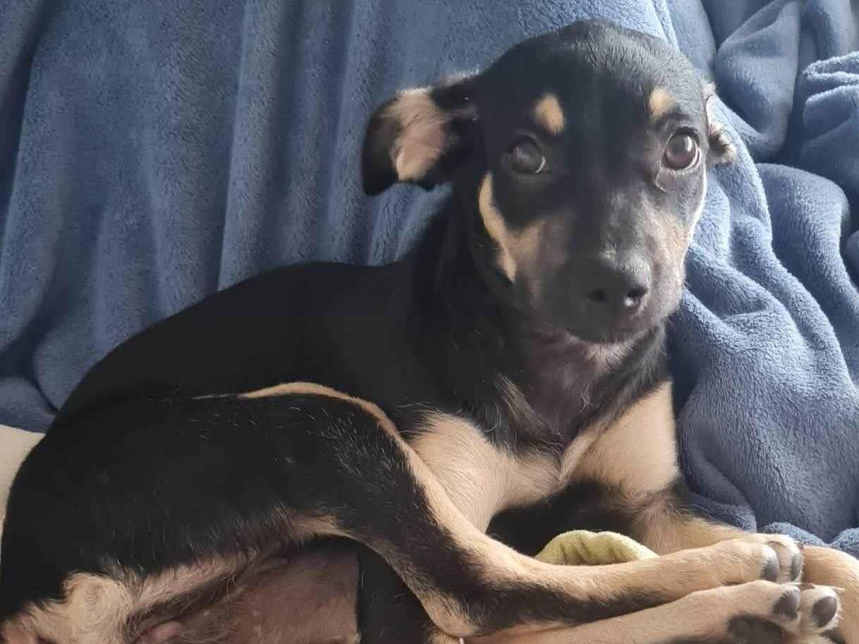 Cachorro ra a SRD-ViraLata idade 2 a 6 meses nome Lulu