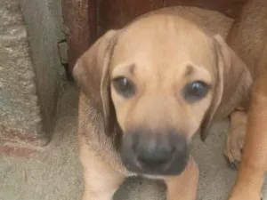 Cachorro raça SRD-ViraLata idade 2 a 6 meses nome Pretinha