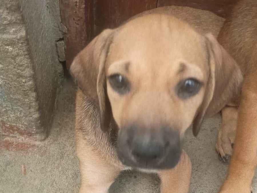 Cachorro ra a SRD-ViraLata idade 2 a 6 meses nome Pretinha