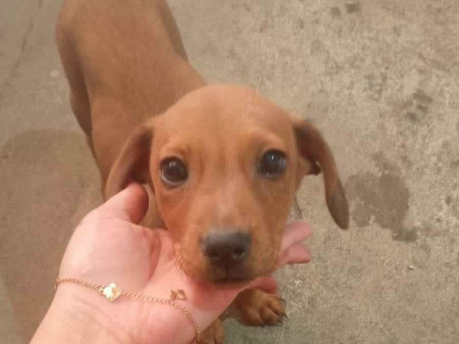 Cachorro ra a SRD-ViraLata idade 2 a 6 meses nome Pequenina