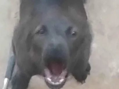 Cachorro ra a Basset-Cofap idade 7 a 11 meses nome Os dois chamam branquelo o outro chama peludinho e sem pelo e a fêmea chama sujinha