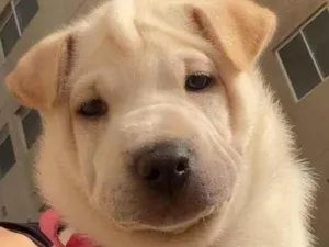 Cachorro raça Pastor belga  idade 2 a 6 meses nome Kira