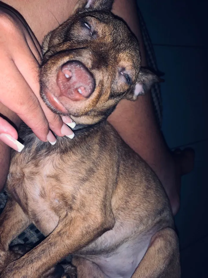 Cachorro ra a SRD-ViraLata idade 7 a 11 meses nome Mariana