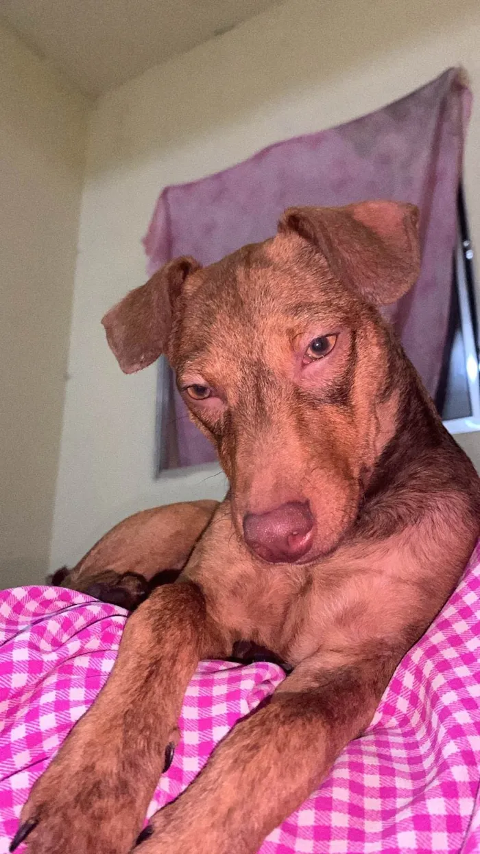 Cachorro ra a SRD-ViraLata idade 7 a 11 meses nome Mariana