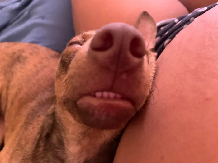 Cachorro ra a SRD-ViraLata idade 7 a 11 meses nome Mariana