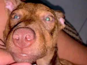 Cachorro raça SRD-ViraLata idade 7 a 11 meses nome Mariana