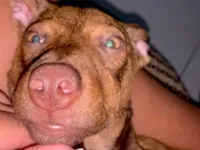 Cachorro raça SRD-ViraLata idade 7 a 11 meses nome Mariana